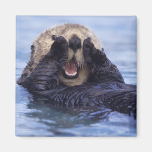 Söt havsutter Alaska, USA Magnet