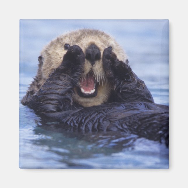 Söt havsutter | Alaska, USA Magnet (Framsidan)