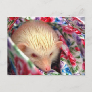 Söt hedgehog-vykort vykort