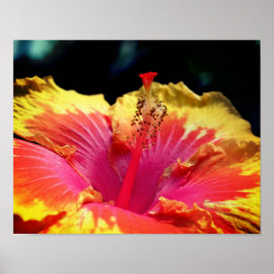 Söt Hibiscus Flower Close Up Poster