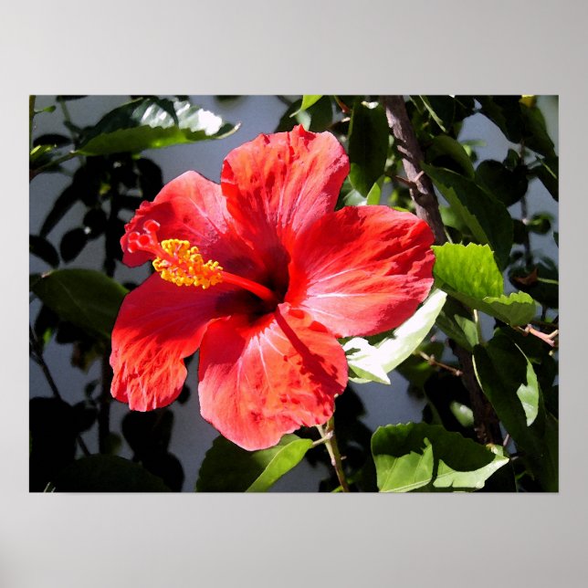 Söt Hibiscus Poster (Framsidan)