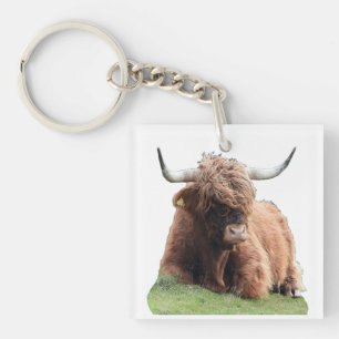 Söt Highland Moo Ko Luddig Skotsk Nötkreatur
