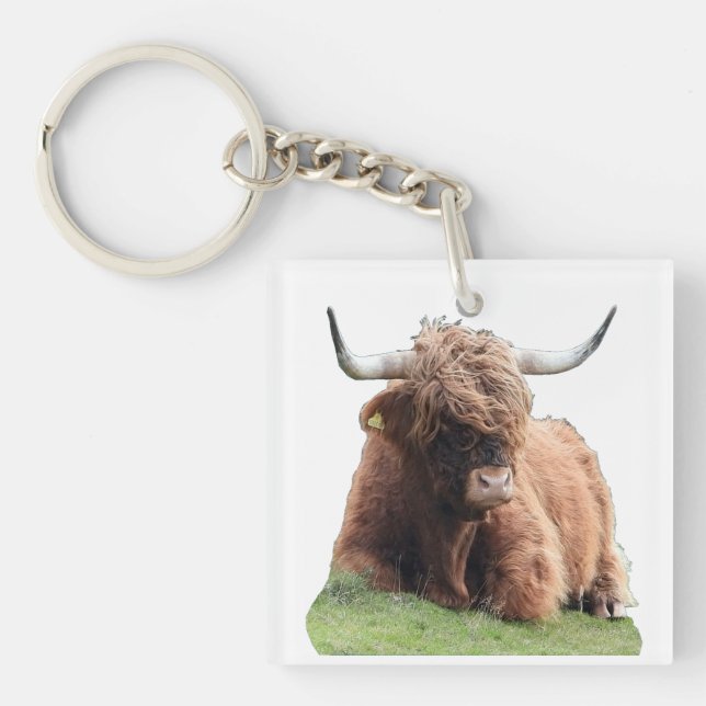 Söt Highland Moo Ko Luddig Skotsk Nötkreatur (Framsidan)