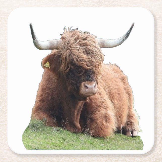 Söt Highland Moo Ko Rustik Skotsk Nötkreatursgård Underlägg Papper Kvadrat (Framsidan)
