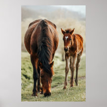 Söt Horse Foal Photo