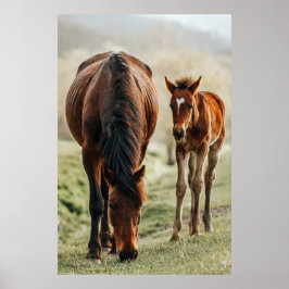 Söt Horse Foal Photo Poster