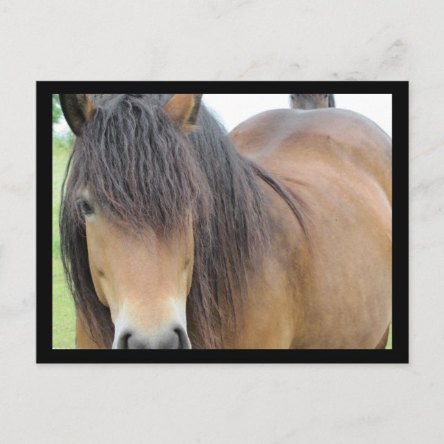 Söt Horse Vykort (Framsida)