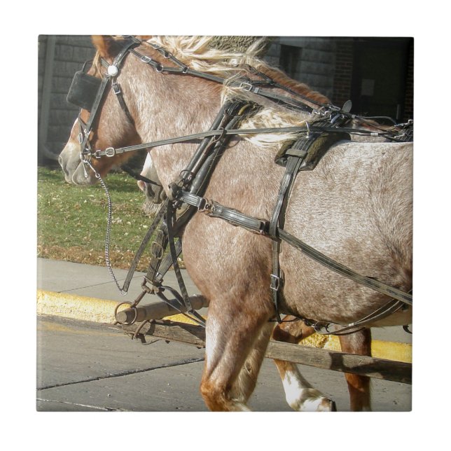 Söt Horses Kakelplatta (Framsidan)