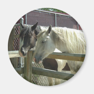Söt Horses Magnet