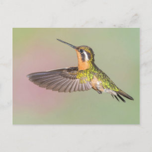 Söt Hummingbird Flies Vykort