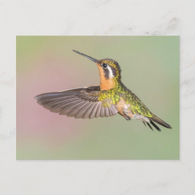 Söt Hummingbird Flies Vykort (Framsida)