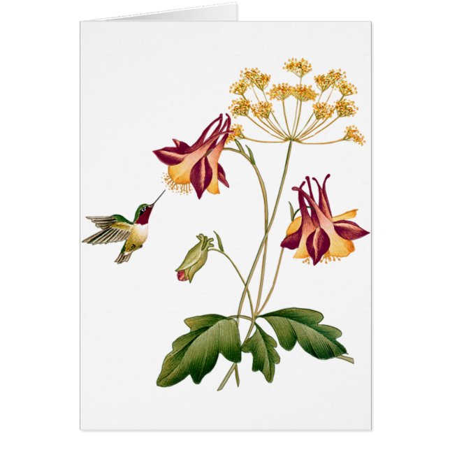 Söt Hummingbirdvintagebotanisk trädgård OBS Kort (Framsidan)