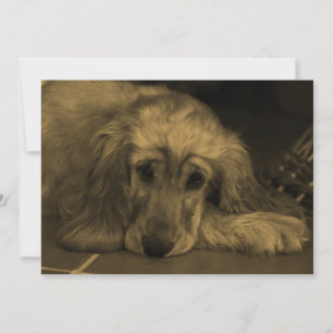 Söt Hund - Golden Retriever i Sepia Tones Inbjudningar