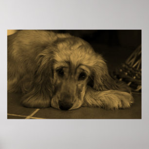 Söt Hund - Golden Retriever i Sepia Tones Poster