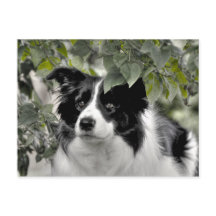 Söt Hund i Grönt Leafy Woodland