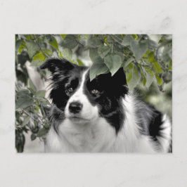 Söt Hund i Grönt Leafy Woodland Vykort