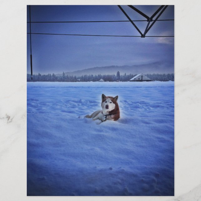 Söt hund i snö (Framsida)