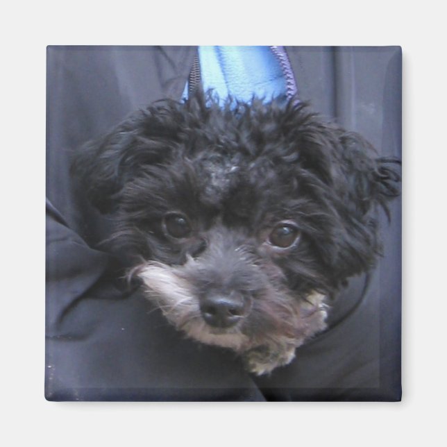 söt HUND Magnet (Framsidan)