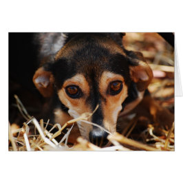 Söt hund som lägger i hö hälsningskort