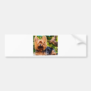Söt Hund Valp Yorkie Fred Kärlek Öde Rolig Konst Bildekal
