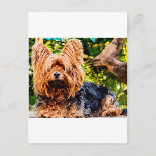 Söt Hund Valp Yorkie Fred kärlek Öde Rolig Konst Vykort