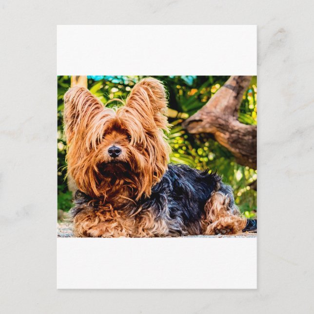 Söt Hund Valp Yorkie Fred kärlek Öde Rolig Konst Vykort (Framsida)