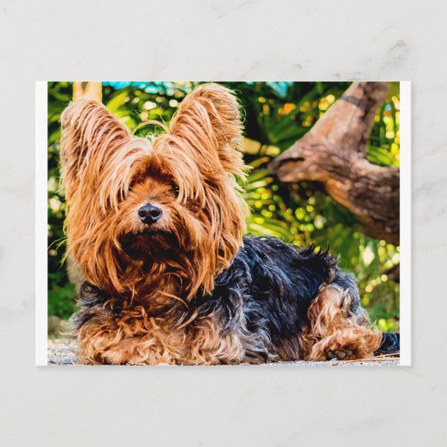 Söt Hund Valp Yorkie Fred kärlek Öde Rolig Konst Vykort (Framsida)