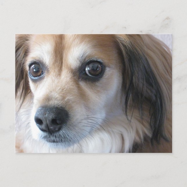 söt hund vykort (Framsida)