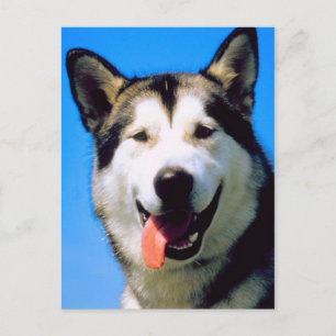 Söt husky hund färgfoto vykort