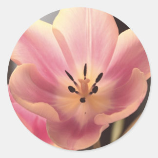 Söt i Lila Tulip Sticker Runt Klistermärke