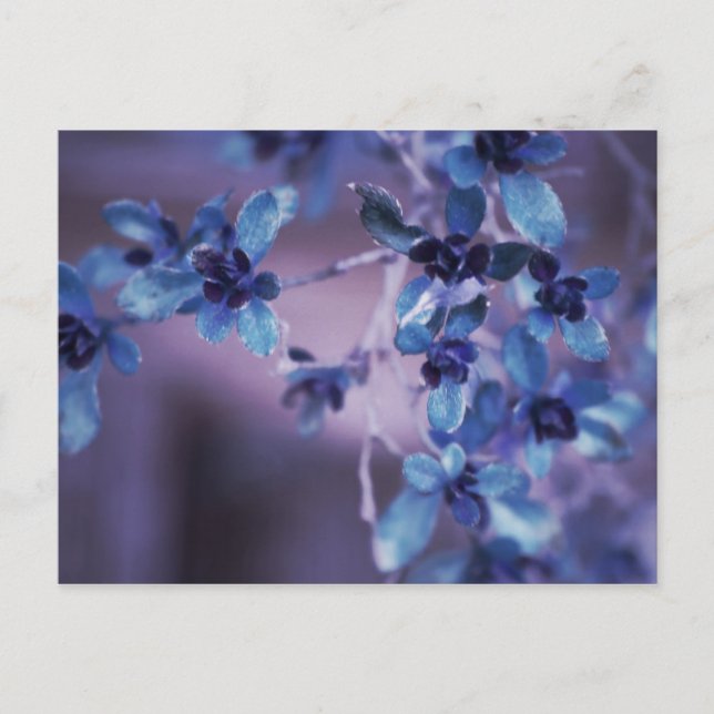 Söt i purpurfärgad vykort (Framsida)