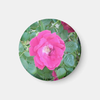 Söt i Rosa blomma Magnet