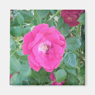 Söt i Rosa blomma Magnet