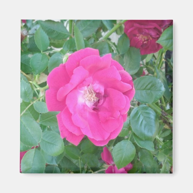 Söt i Rosa blomma Magnet (Framsidan)
