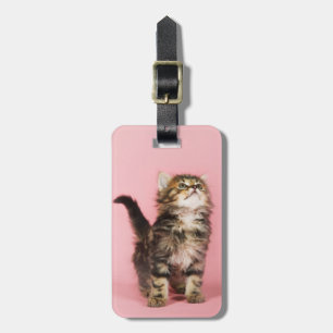 Söt i rosa kattunge bagagebricka