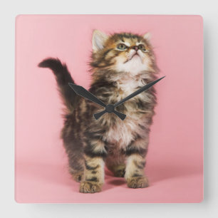 Söt i rosa kattunge fyrkantig klocka