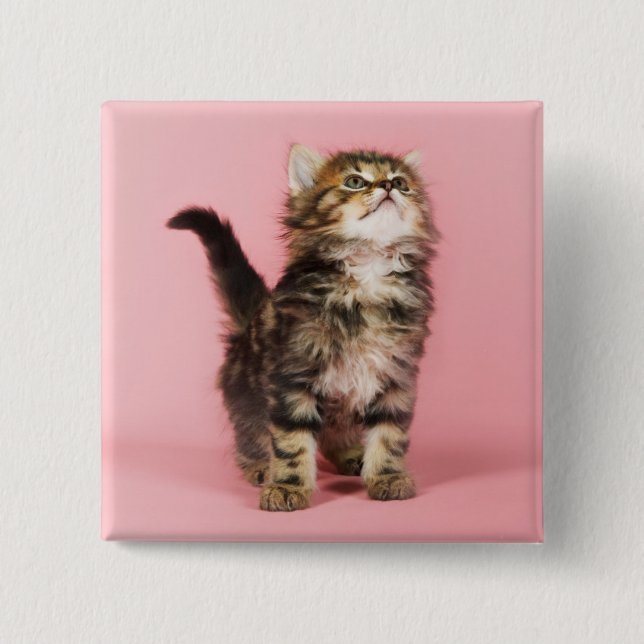Söt i rosa kattunge knapp (Framsida)