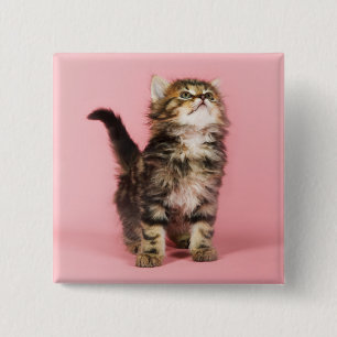 Söt i rosa kattunge knapp