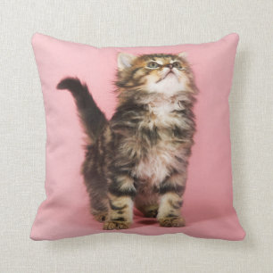 Söt i rosa kattunge kudde