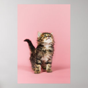 Söt i rosa kattunge poster