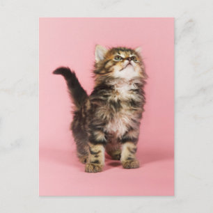 Söt i Rosa Kitten Vykort