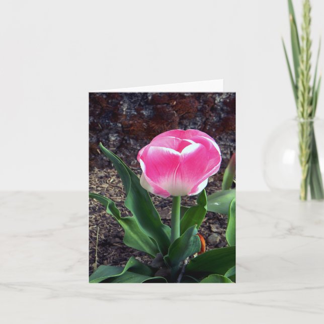 Söt i Rosa.... Kort (Framsida)