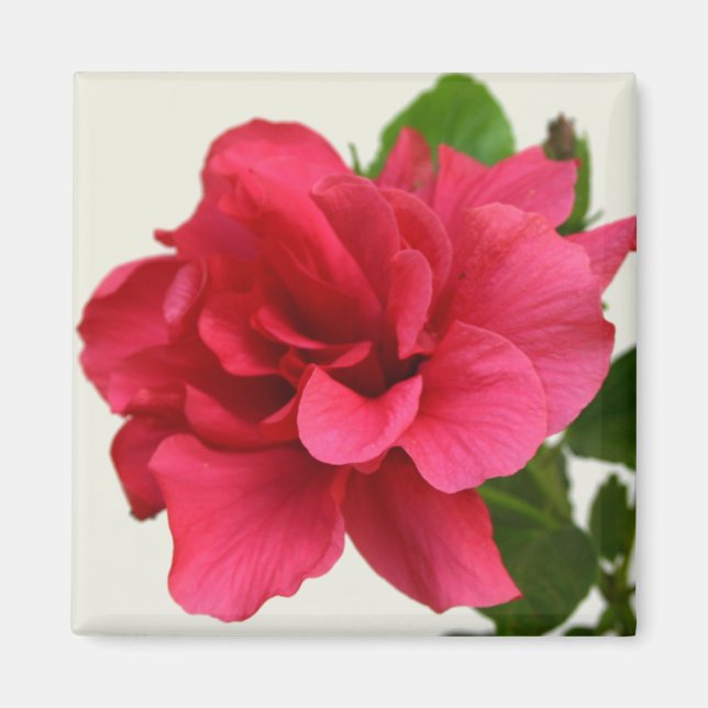 Söt i Rosa - Magnet (Framsidan)