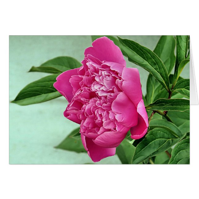 Söt i Rosa Peony Hälsningskort (Framsidan Horizontal)