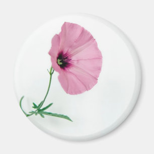 Söt i rosor magnet