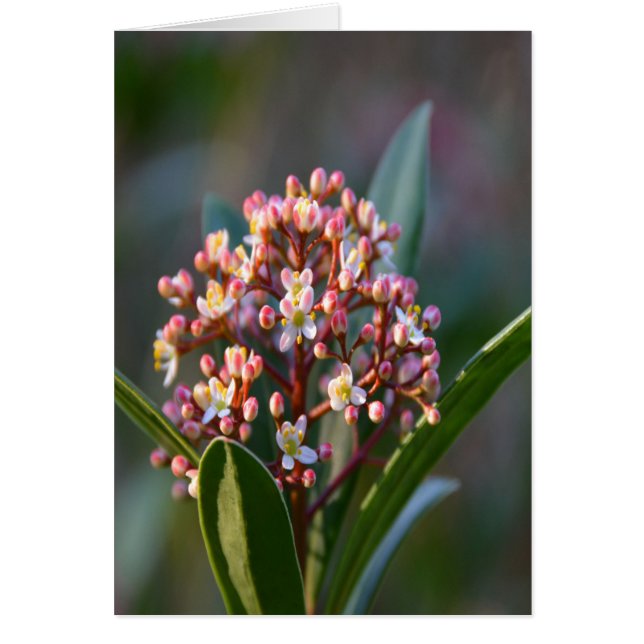 SÖT i VÅR Hälsningskort (Framsidan)