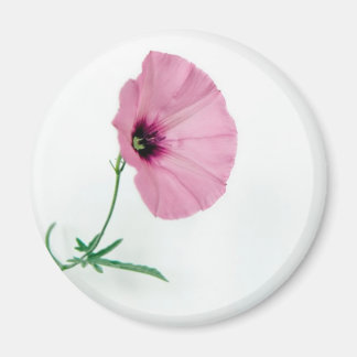 Söt inom Rosa Magnet