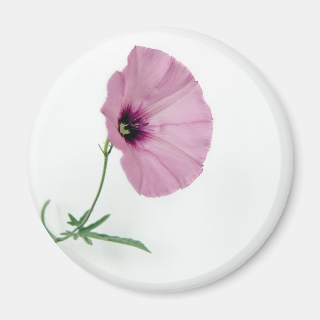 Söt inom Rosa Magnet (Framsidan)