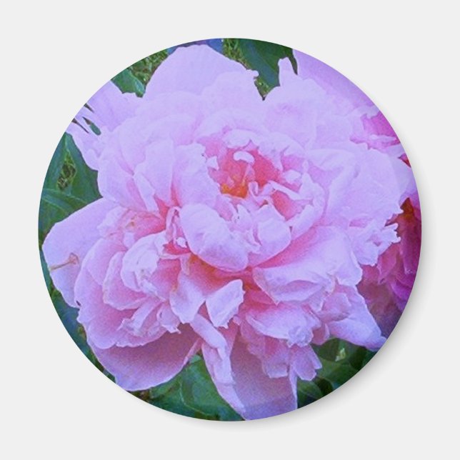 "Söt inom Rosa" Magnet (Framsidan)