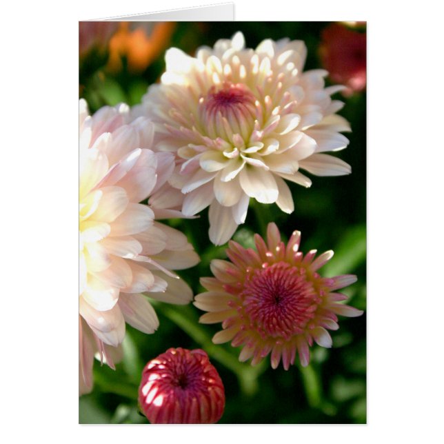 Söt inom Rosan Hälsningskort (Framsidan)